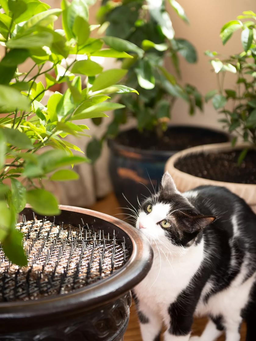 Anti shop cat mat