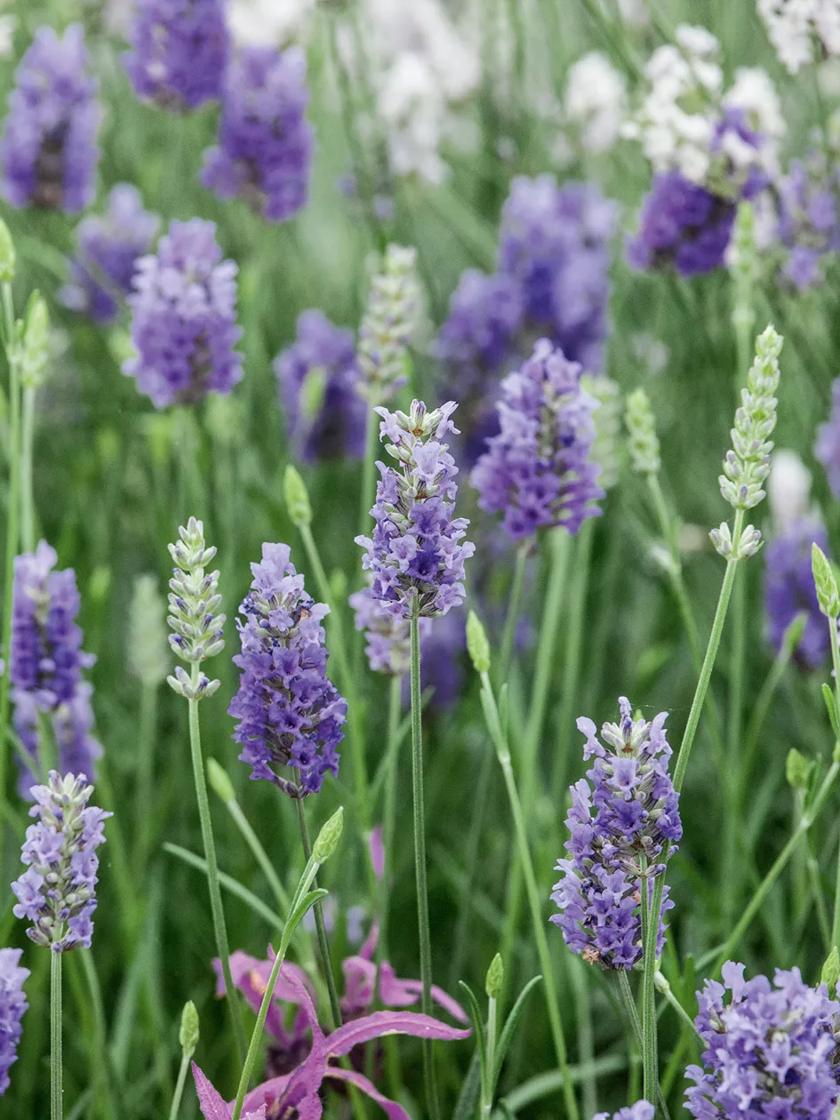 Bower & Branch Provence Lavender