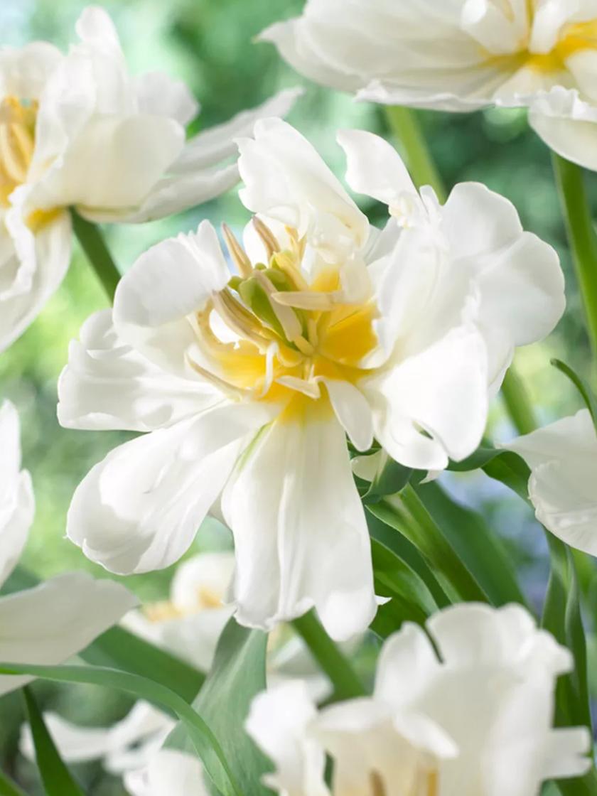 White Lion - Daffodil Bulbs (Double), Flower Bulbs