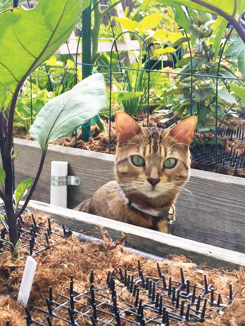 How to keep cats from 2025 using garden as litter box