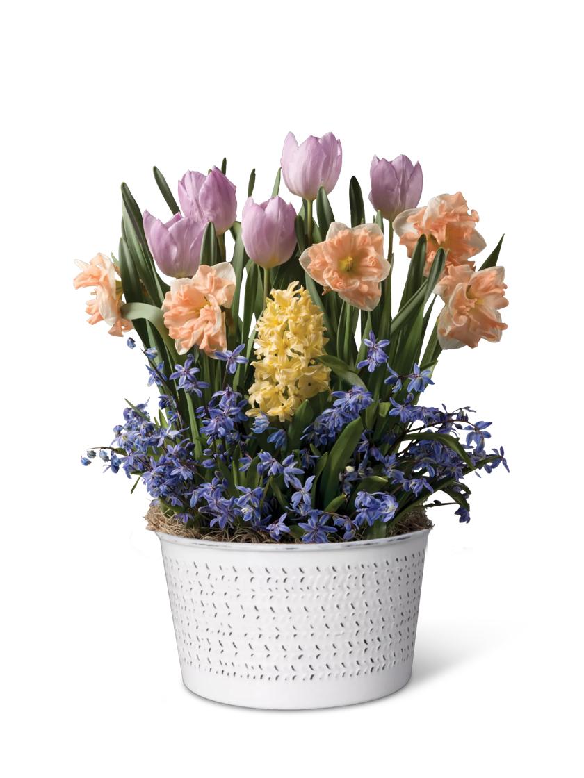 Love in Bloom Bulb Collection