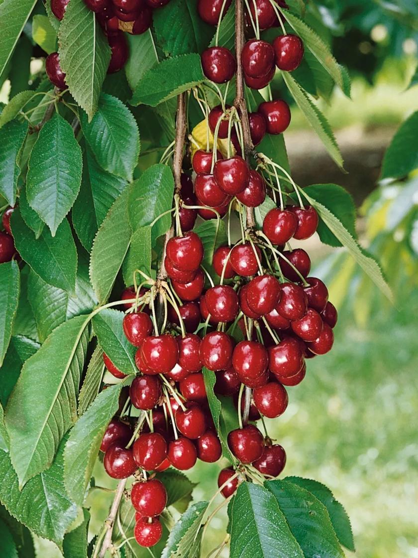 Bing Sweet Cherry Tree Bare Root for Sale | Gardeners.com