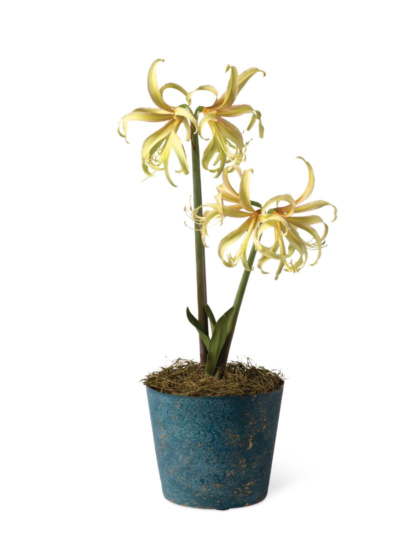 Saffron Potted Amaryllis Gardener's Supply