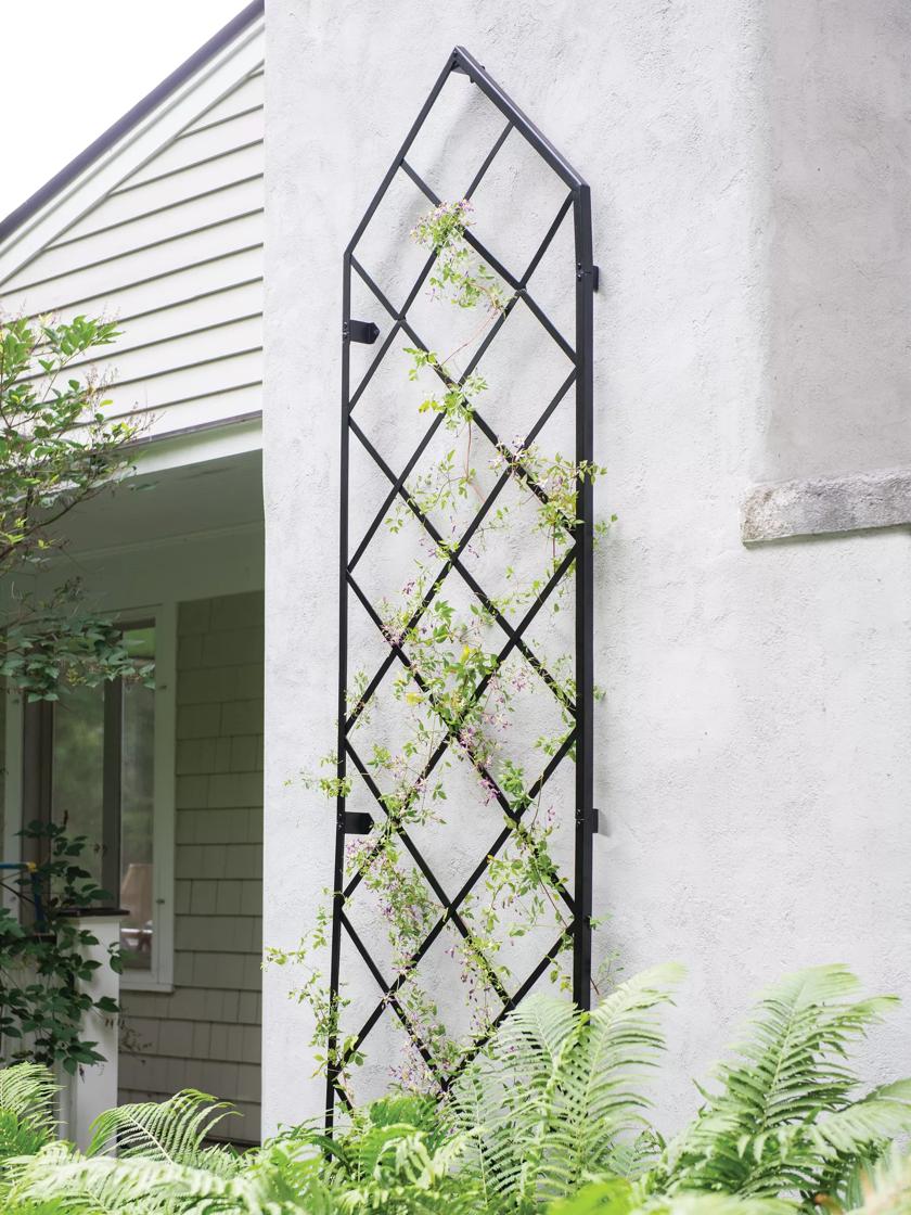 clematis wire trellis