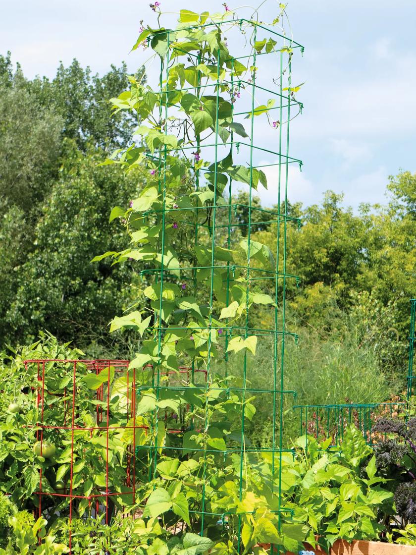 bush green beans plant