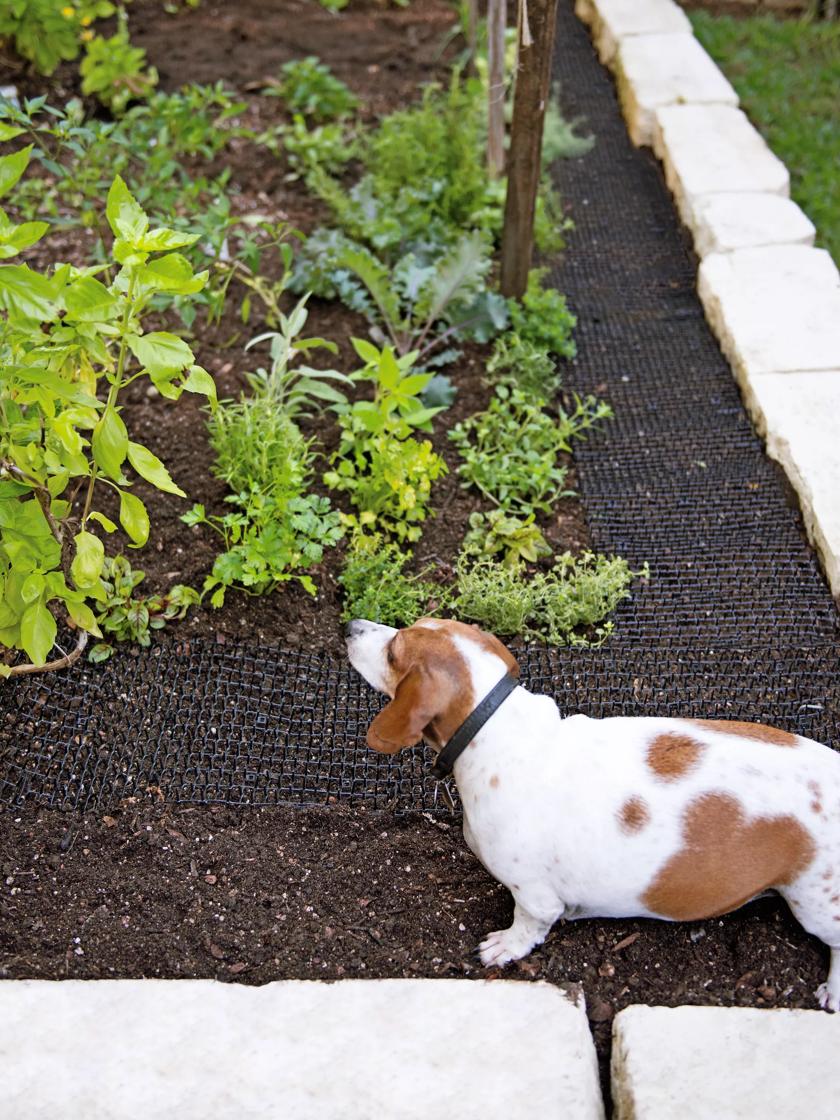 Gardener's Supply Company Cat Scat Mat