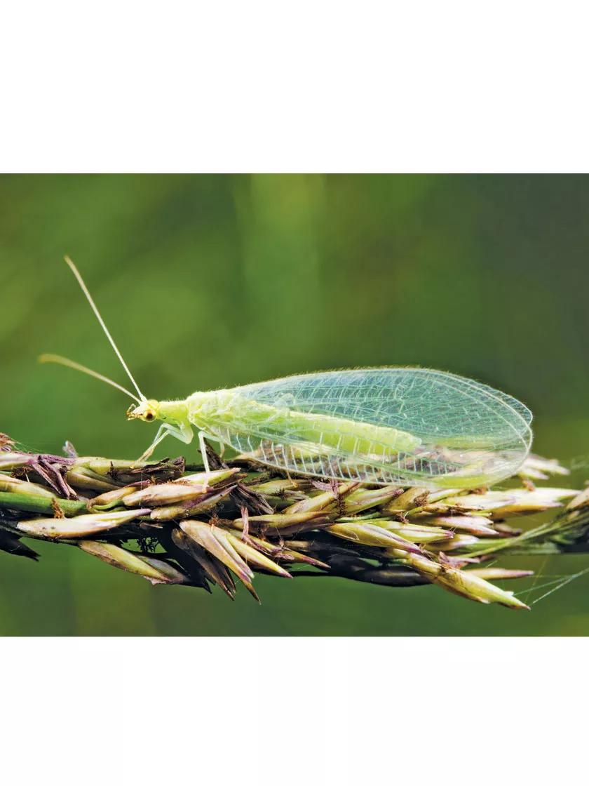 Green Lacewing Eggs (Larvae) for Sale