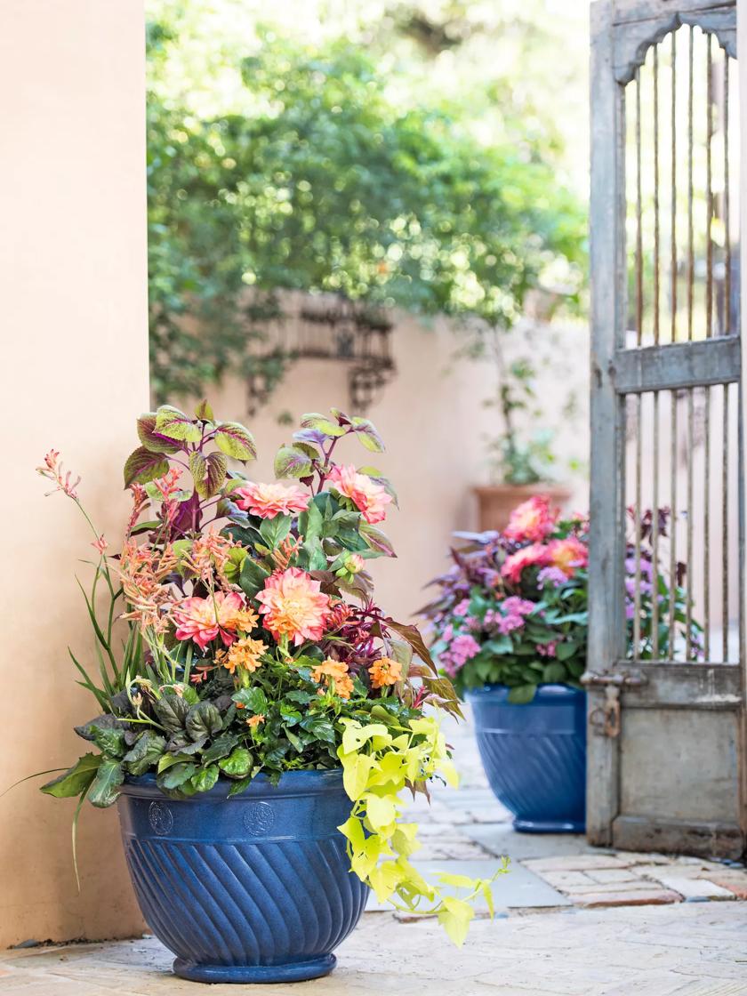 self watering flower pots