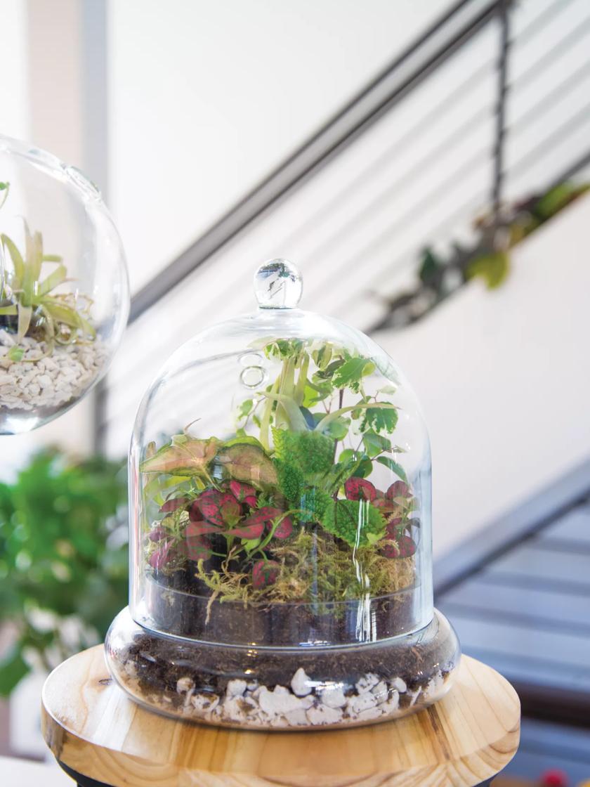 Terrarium Cloche DIY Kit, Bay Area (CA) Plant Delivery