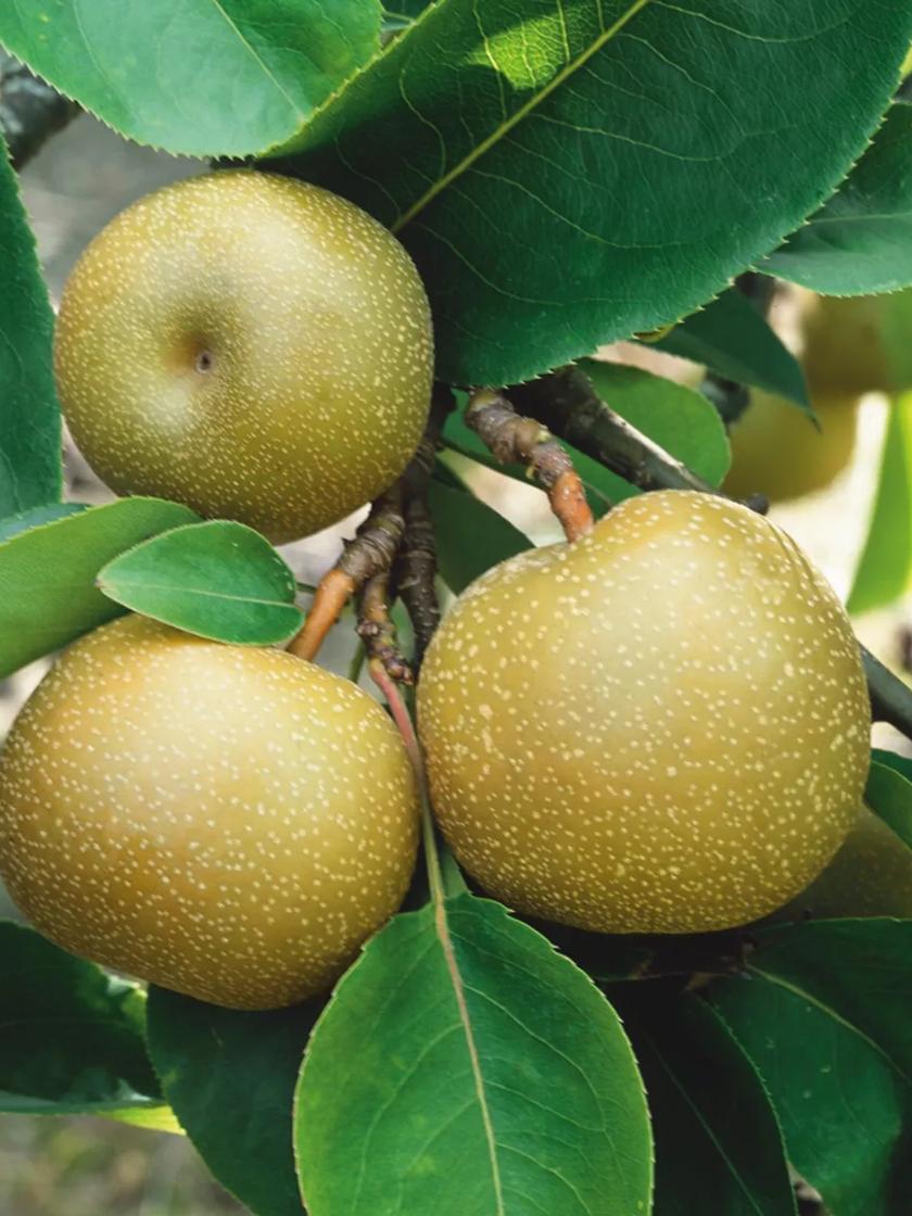 Farm Fresh Pears, Pear Basket, Organic Pears, Summer Fall Fruit