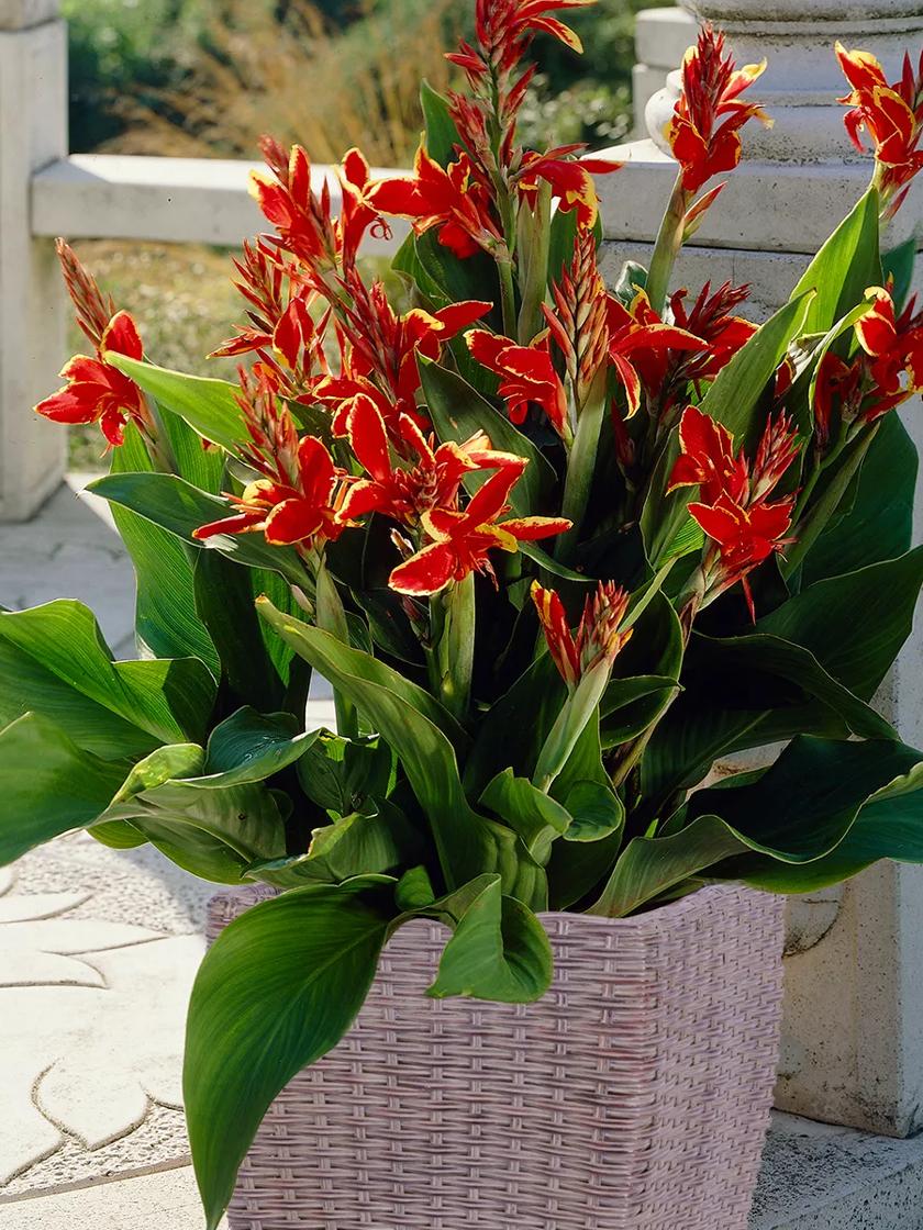 Canna 'Lucifer' (Canna Lily)