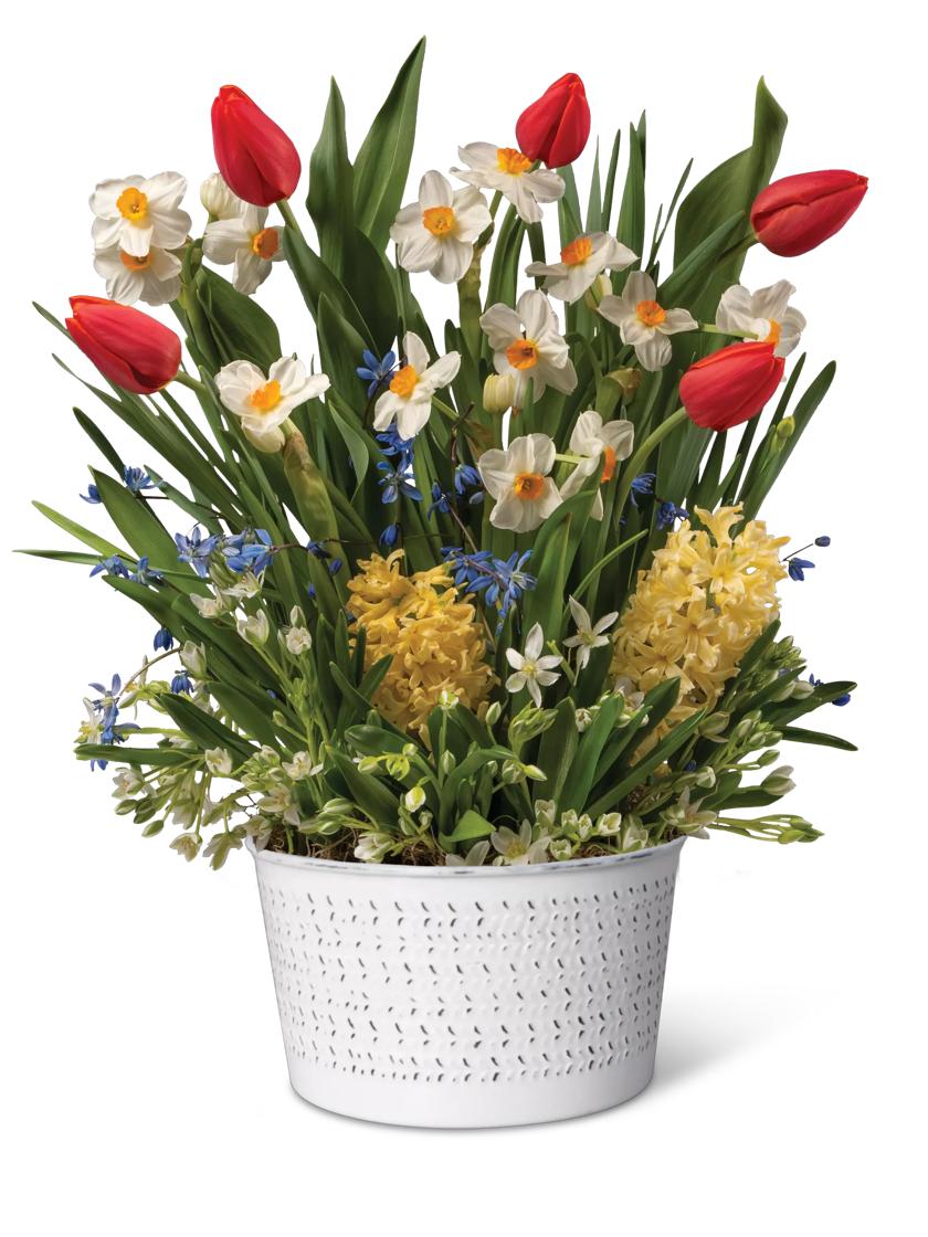 Blooming Spring Bulb Garden