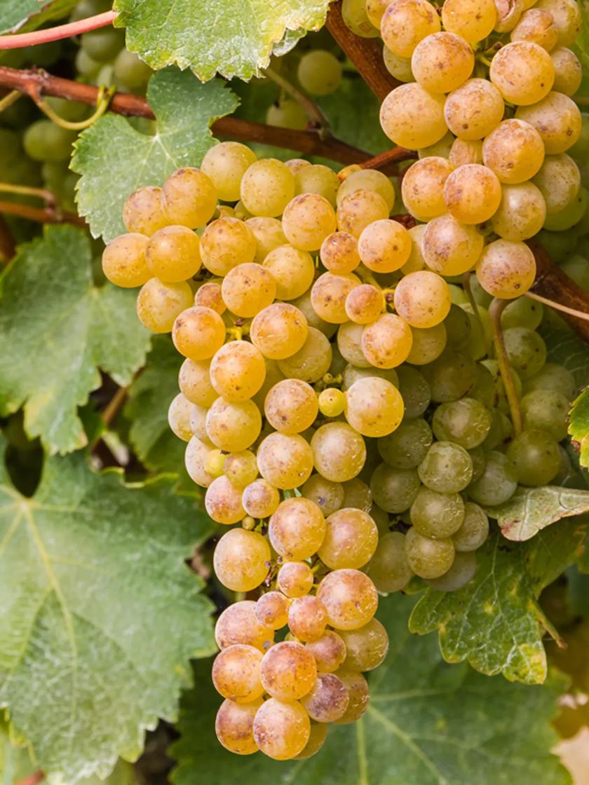 Grape Vine Sauvignon Blanc 1 Plant