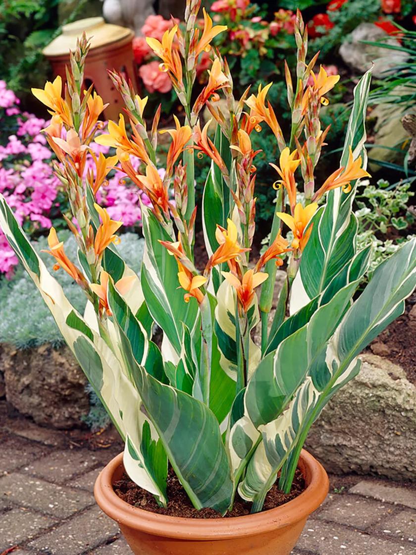 Buy Bengal Tiger Canna Lily, FREE SHIPPING