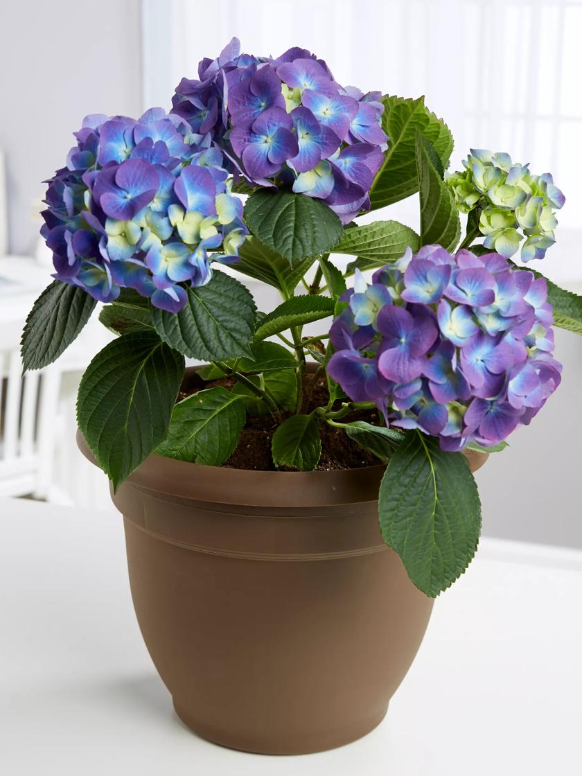 Zonder twijfel bevroren Schat Bloem Ariana Self-Watering Planters | Gardener's Supply