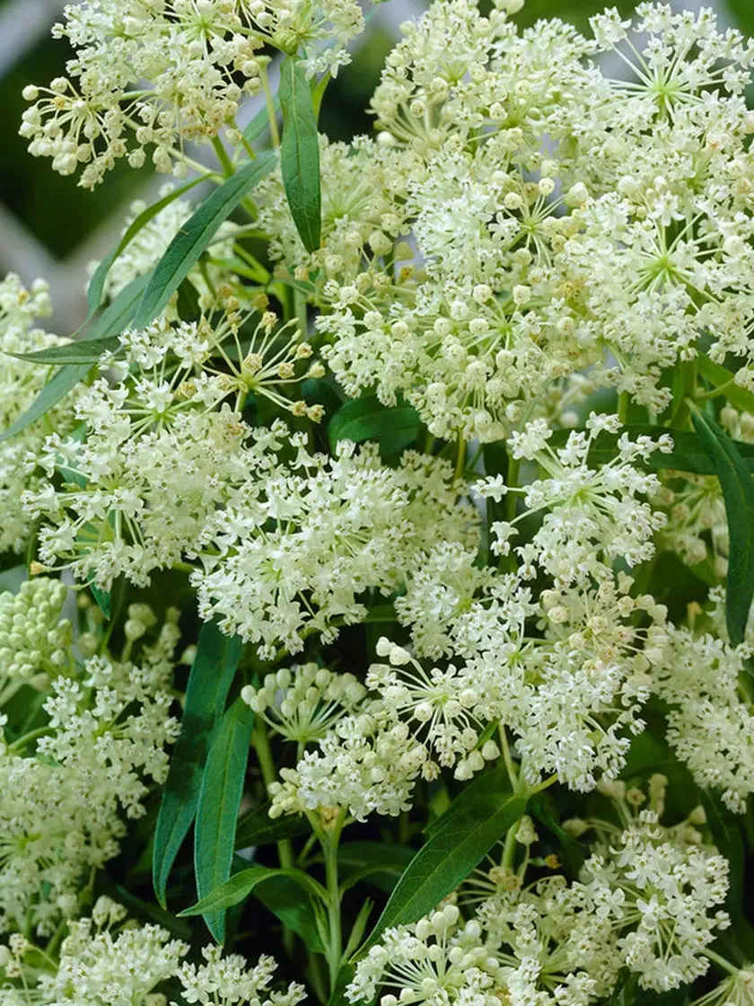 Milkweed Ice Ballet, 3 Roots