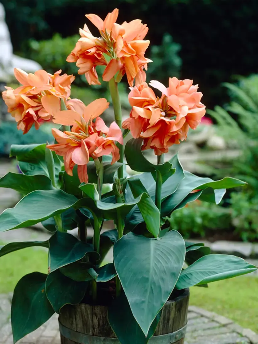 Cannas Tropical Sunrise, 5 Bulbs