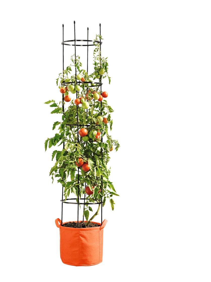 Growing Tomatoes in Grow Bags: A Comprehensive Guide