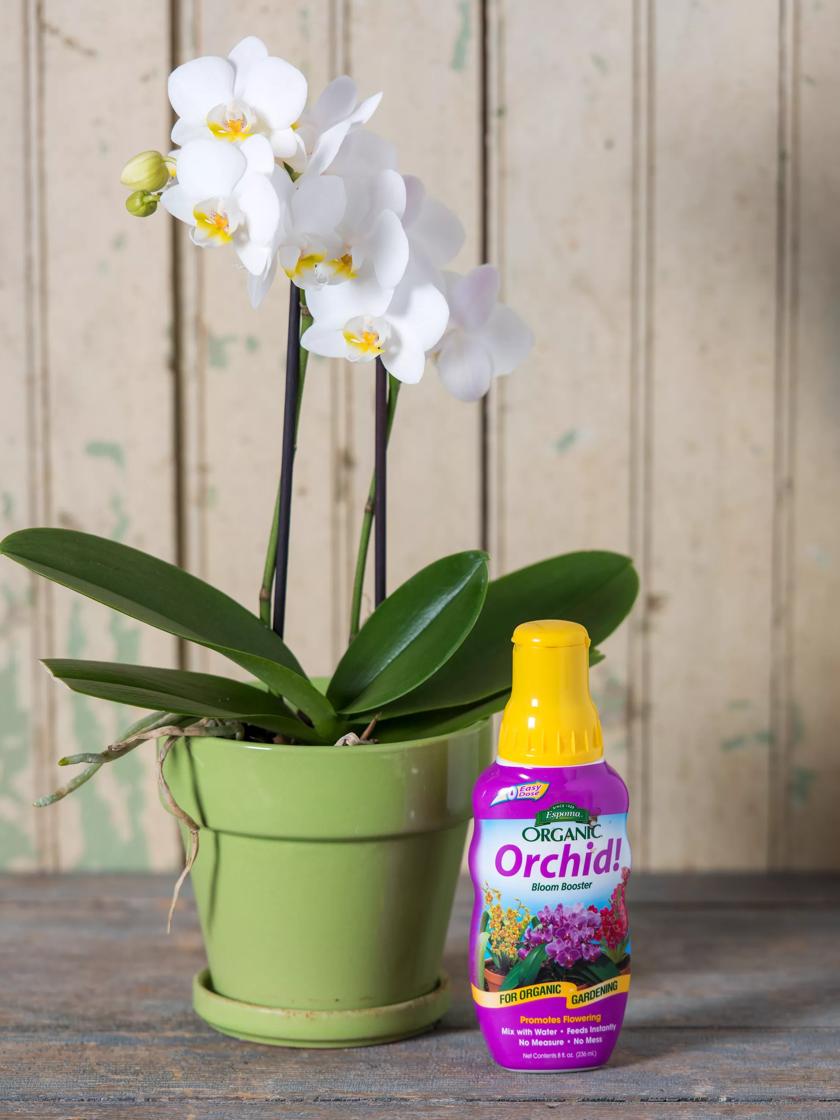 Orchid fertiliser outlet