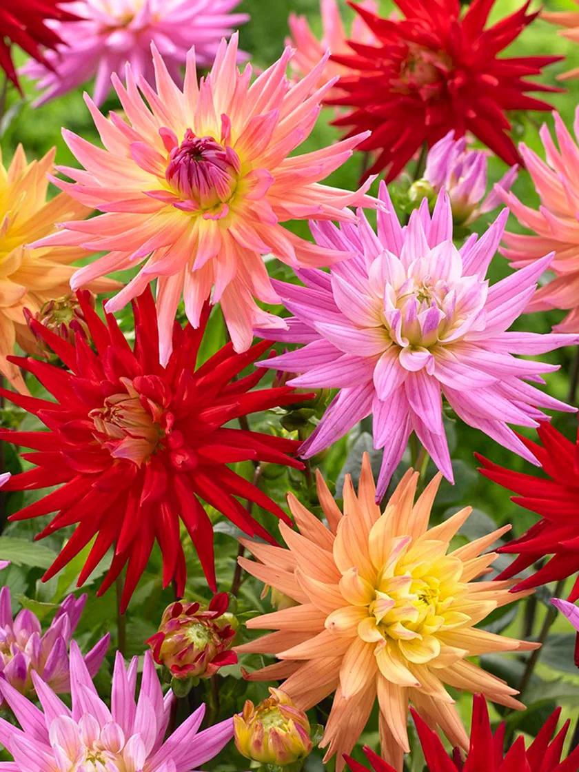 Van Zyverden Dahlias Karma Corona Mixture, Set of 7 Bulbs