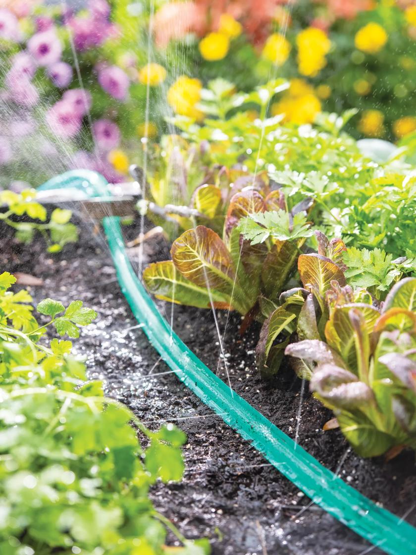 Are Soaker Hoses Safe for Vegetable Gardens  