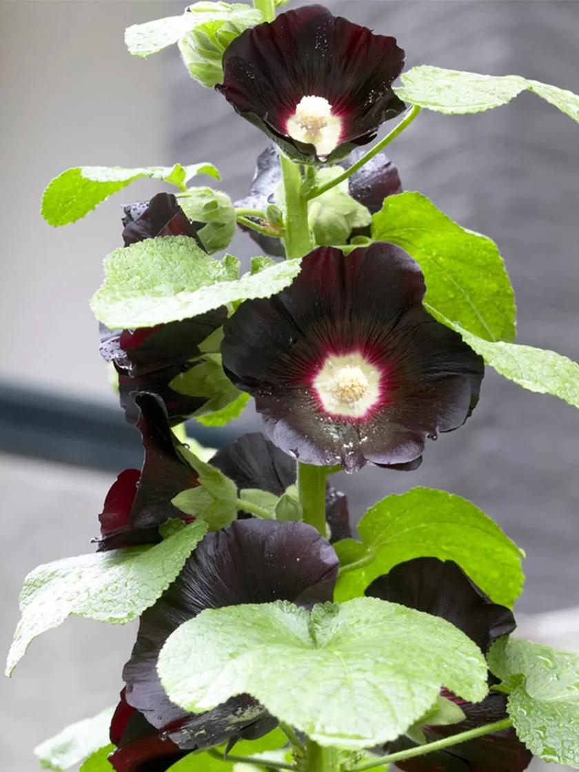 Alcea Rosea Peaches 'N Dreams - Set of 6 - Hollyhock - Rootstocks -  FloraStore