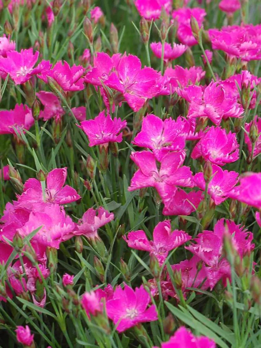 Dianthus, Sunflor Kahori | Gardener's Supply