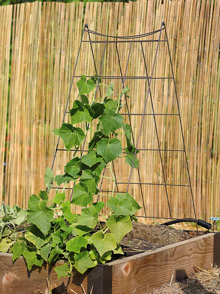 String Trellis A Cheap Garden Accessory for Vining Plants