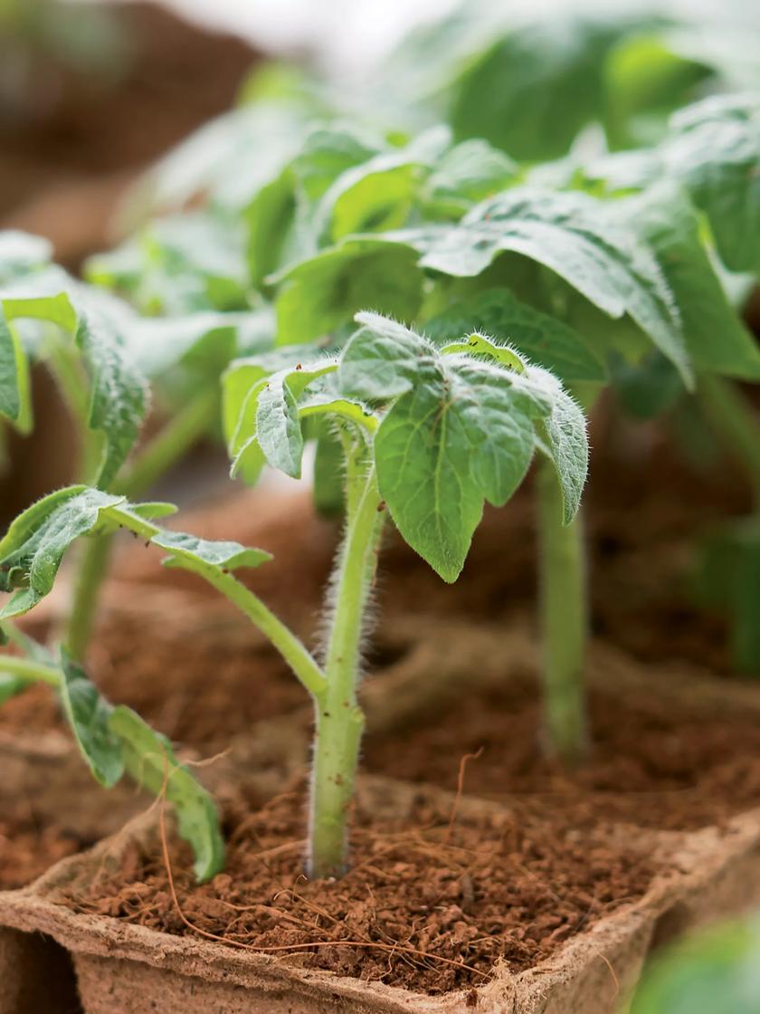 tomato plant seedlings