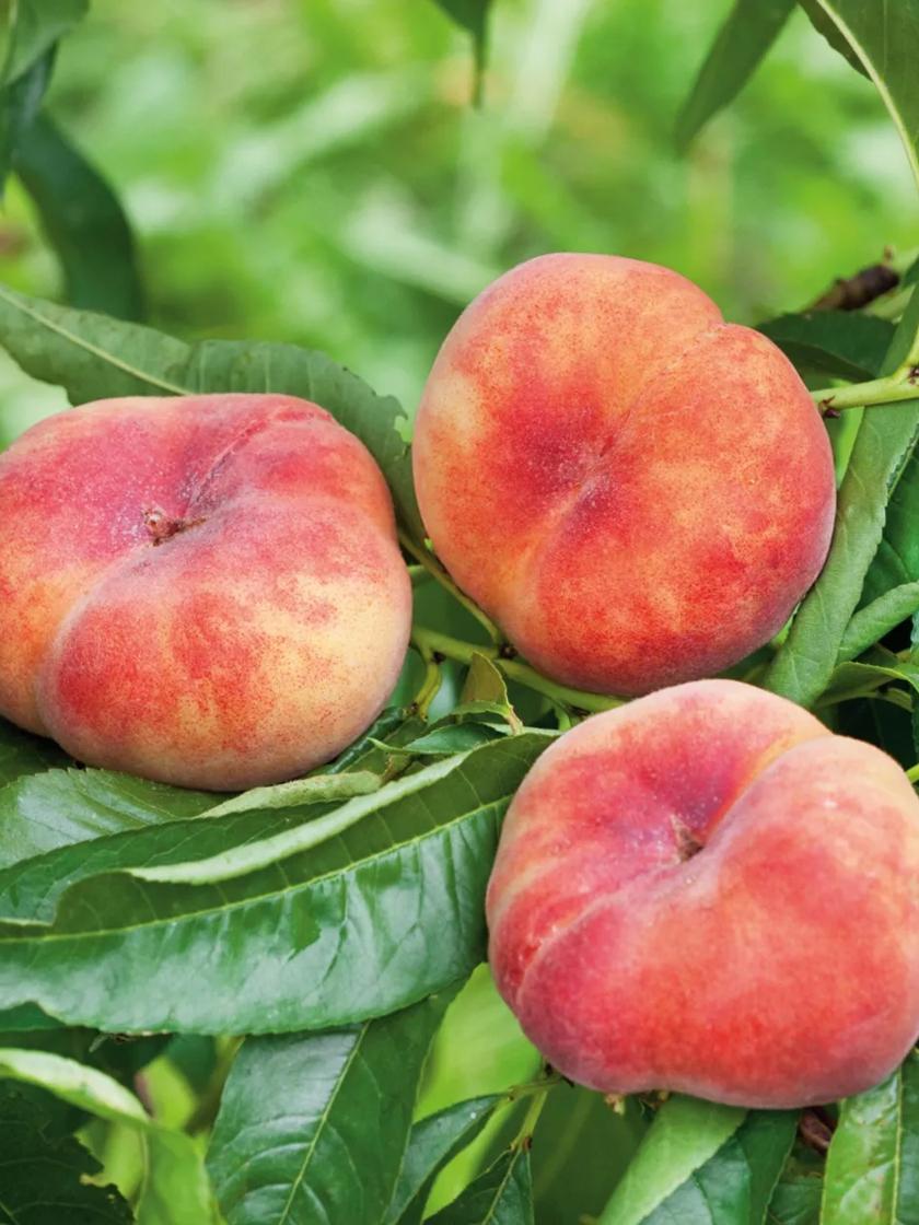 Galaxy Donut Peach Tree Bare Root for Sale | Gardeners.com