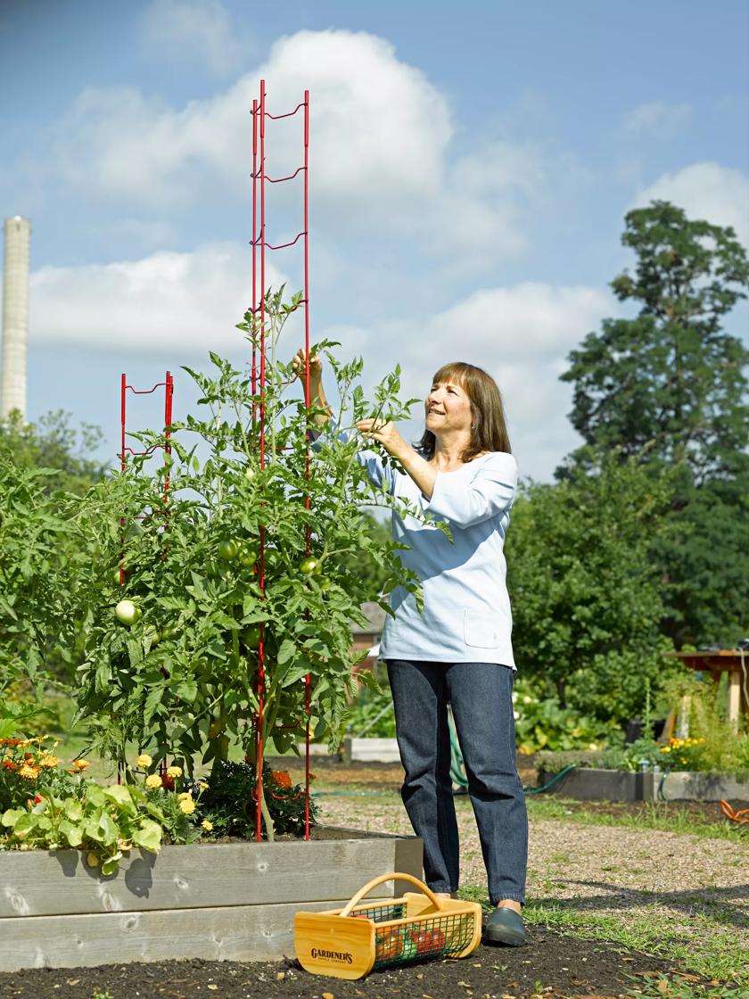 Tomato Ladder Stacking Tomato Trellis