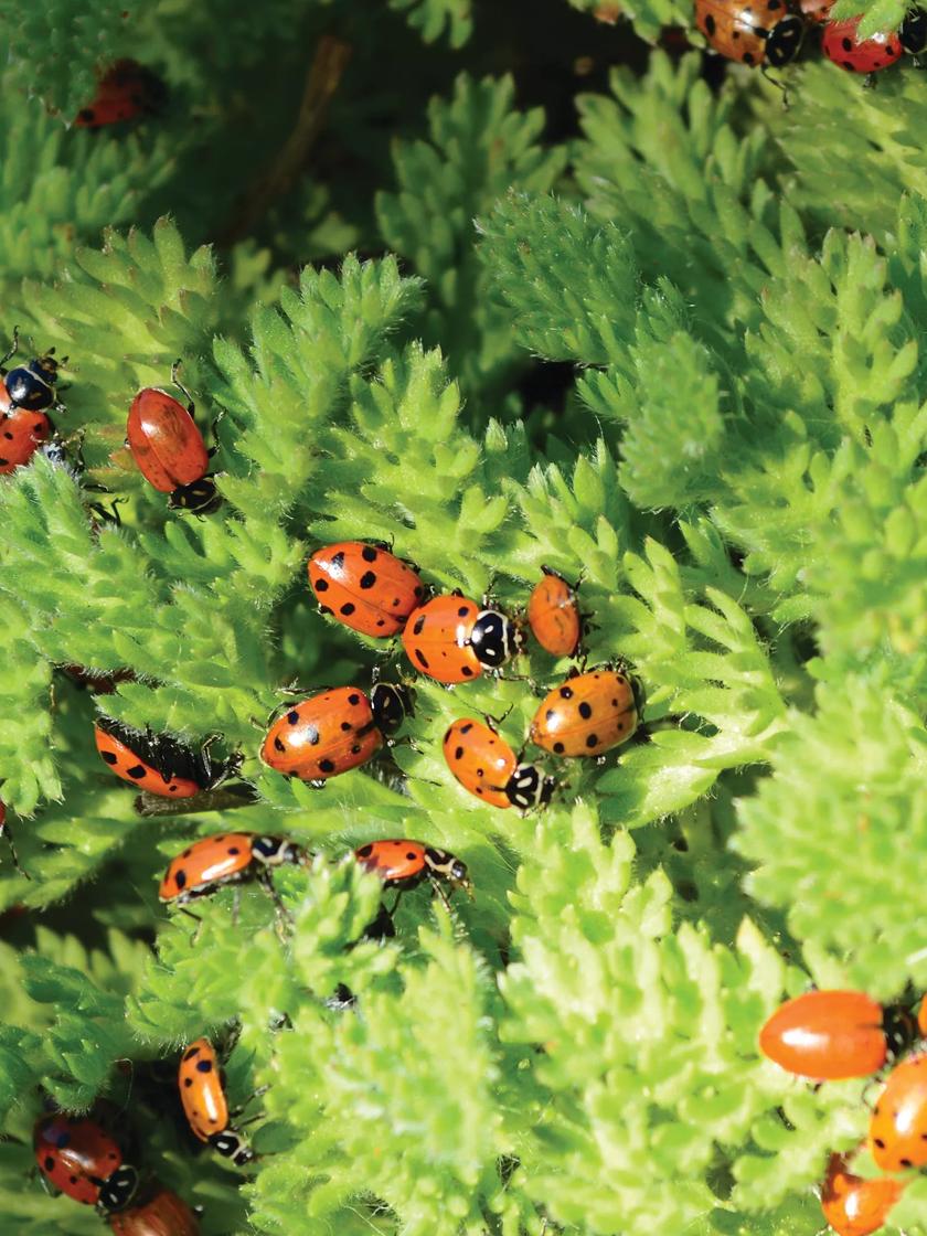 How to Control Aphids in Your Garden With Ladybugs and Soap - Dengarden