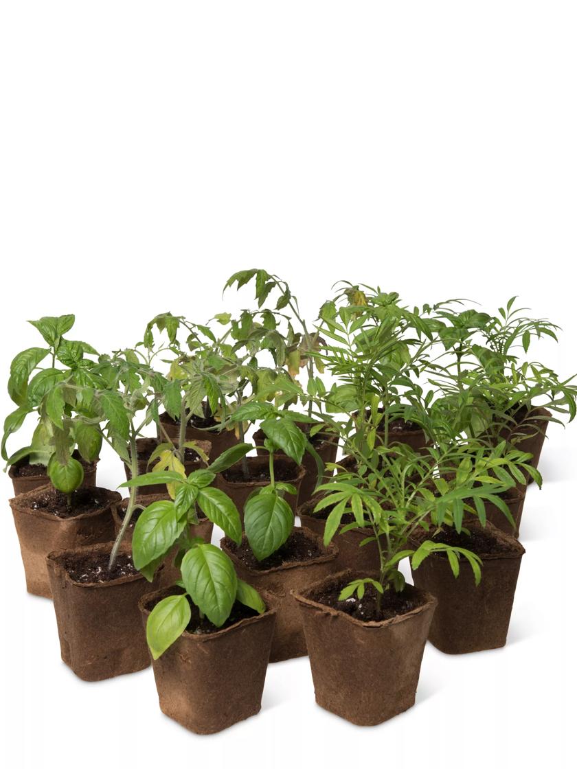 Willing plant ordinal pot W.P-004 Mix⑧ Willing plant ordinal pot W.P-004 Mix⑧