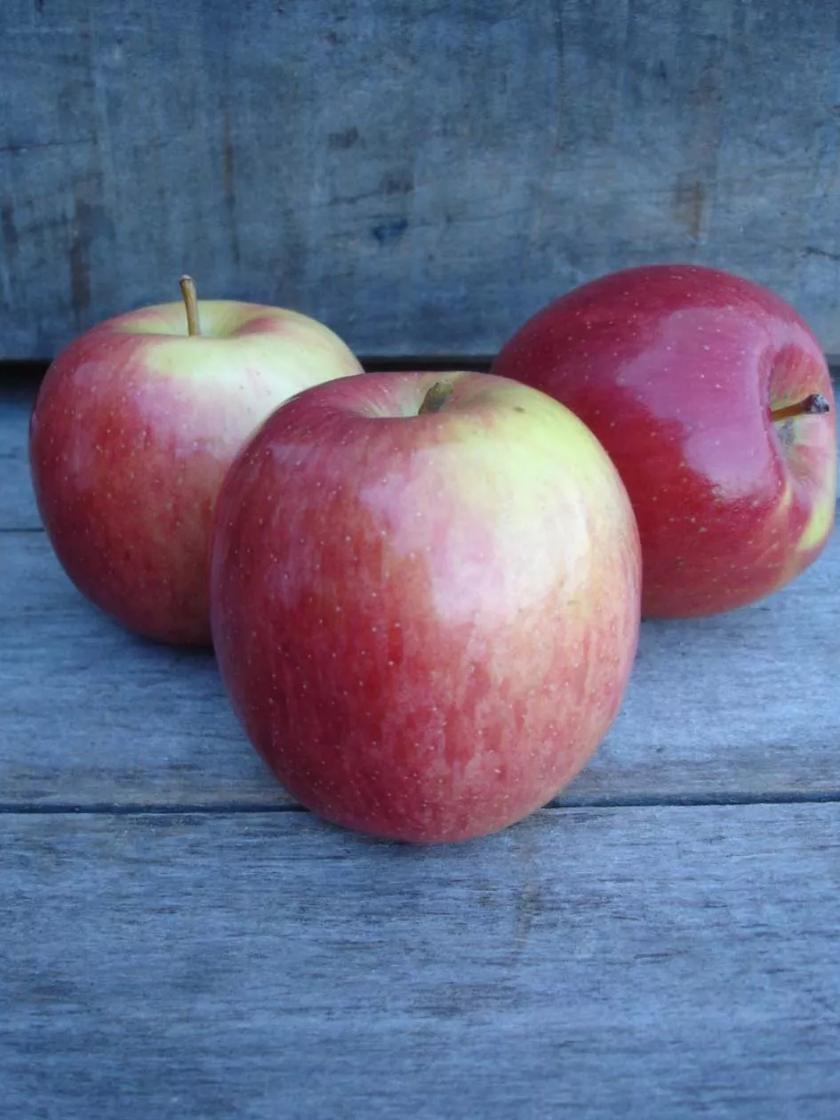 Red Fuji Apple Tree Bare Root for Sale