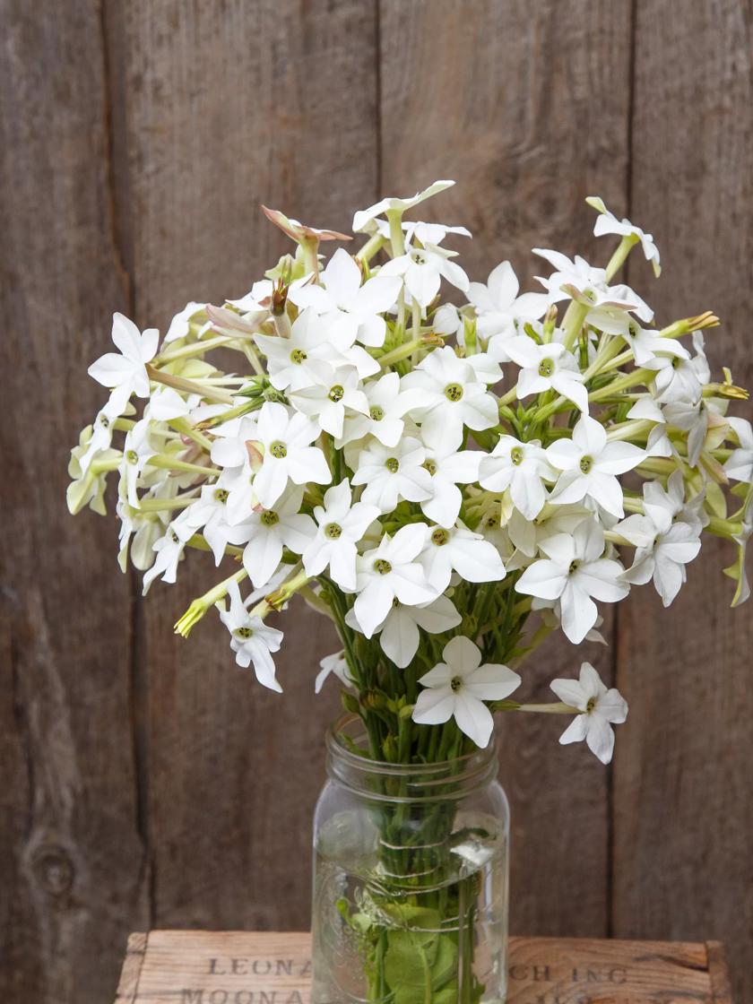 Jasmine Plant 25 Seeds Indoor/Outdoor Herbal Plant with Tiny White Flowers