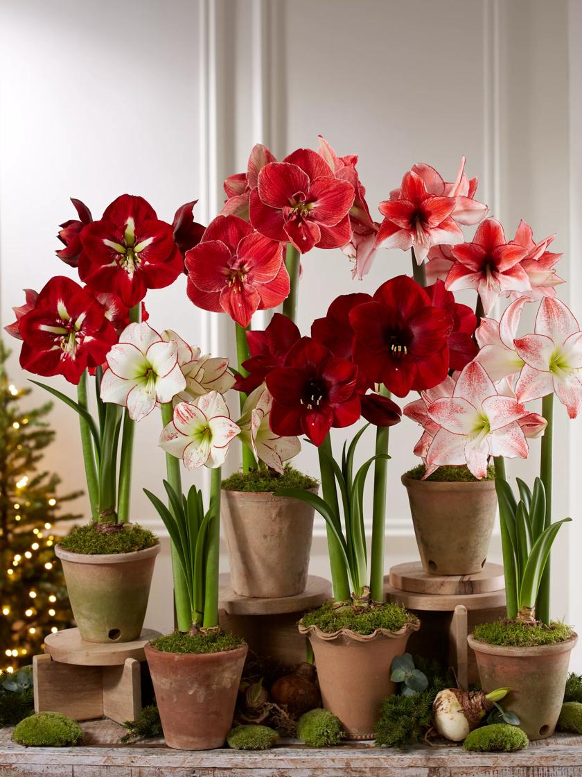 Premium Amaryllis Bulb for Sale Gardener's Supply