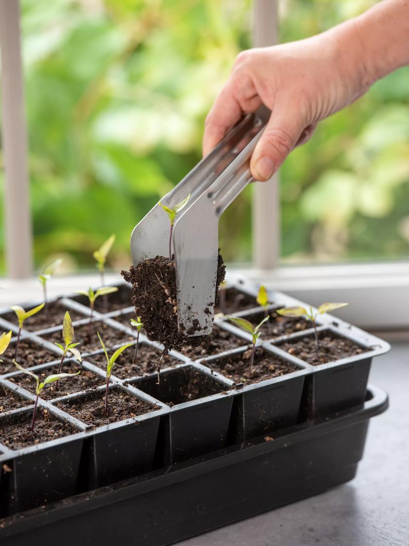 Should You Remove Seedling Grow Bags When Transplanting? 