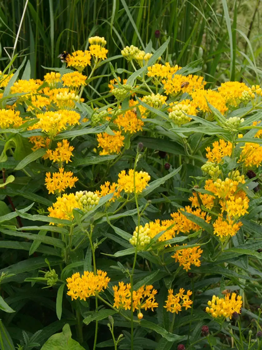Milkweed Hello Yellow, 3 Roots