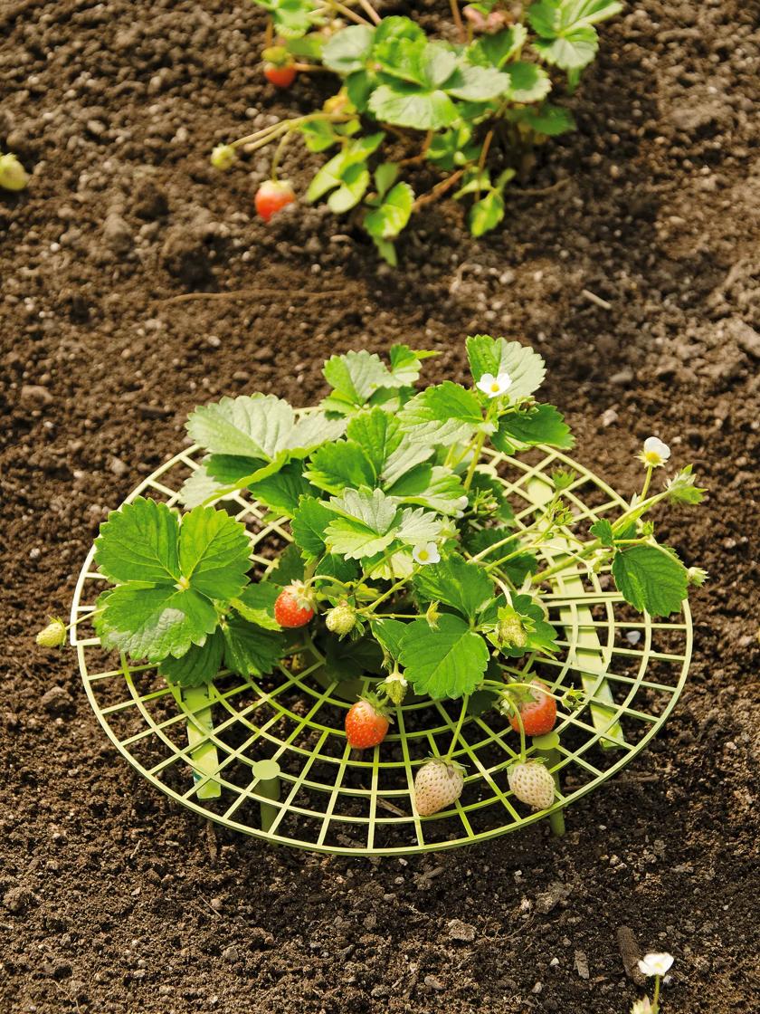 Growing Strawberries, use Straw to protect the fruit. Why we put