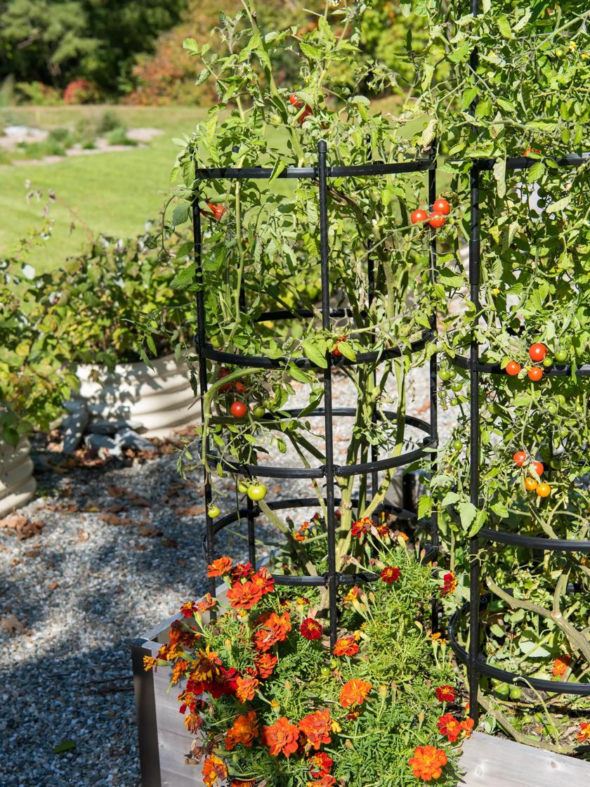 best tomato plant stakes