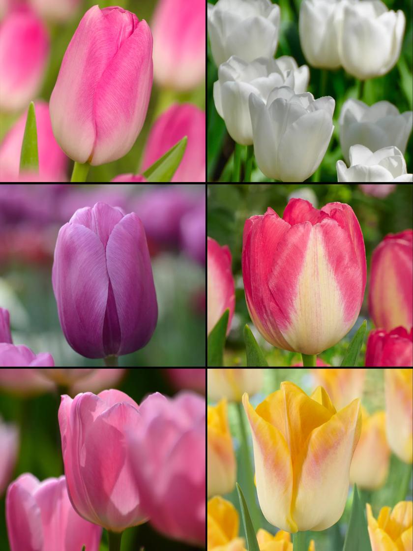 Triumph Tulip Bulb Perennial Collection, Set of 60 | Gardeners.com