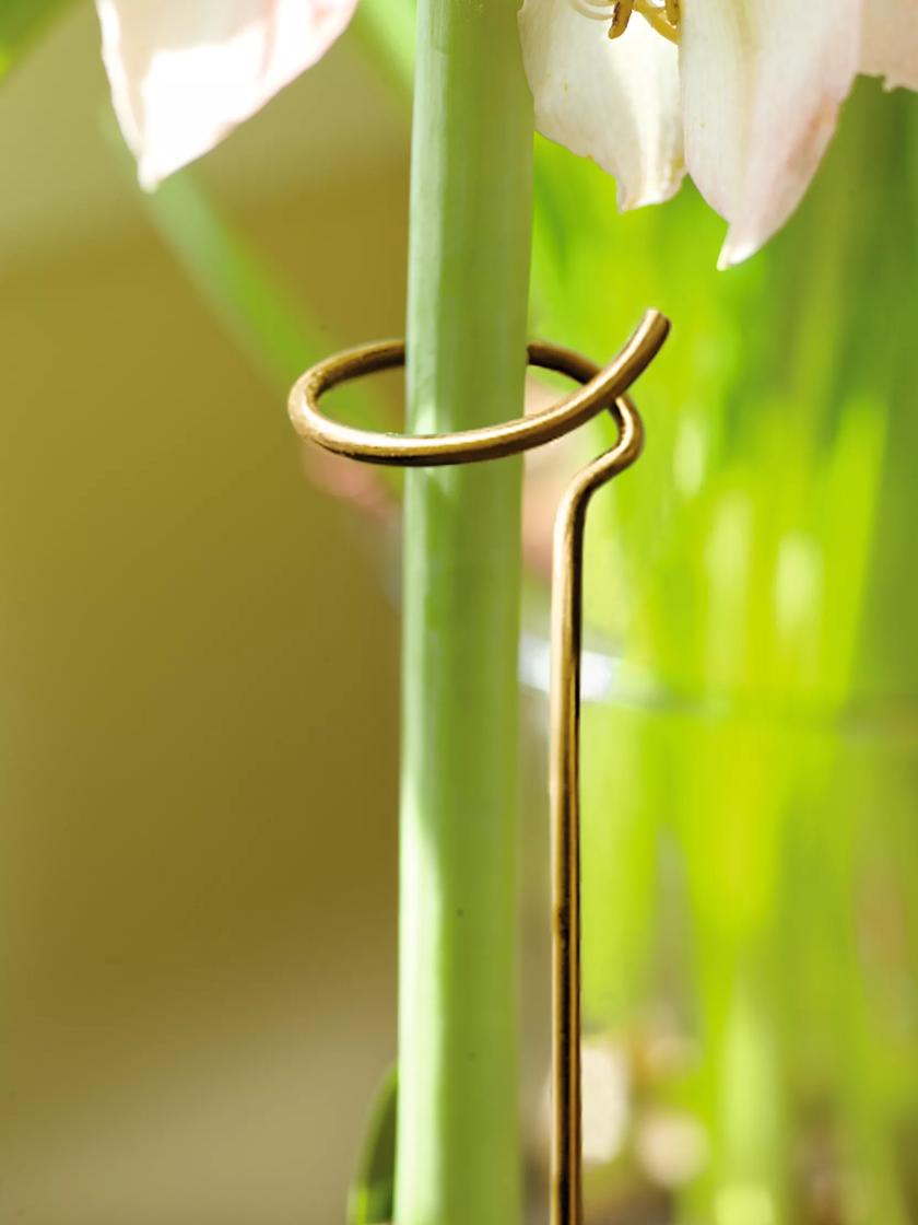 Adjustable Amaryllis Stake