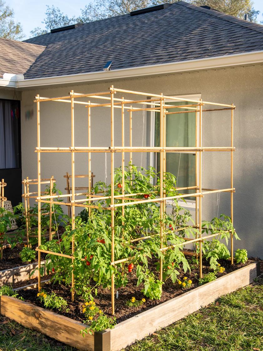 diy tomato planter