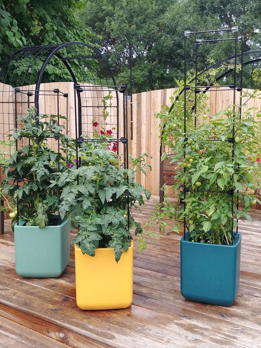 Dårlig faktor Pidgin Secréte Oasis Self-Watering Tomato Planter With Trellis | Gardener's Supply