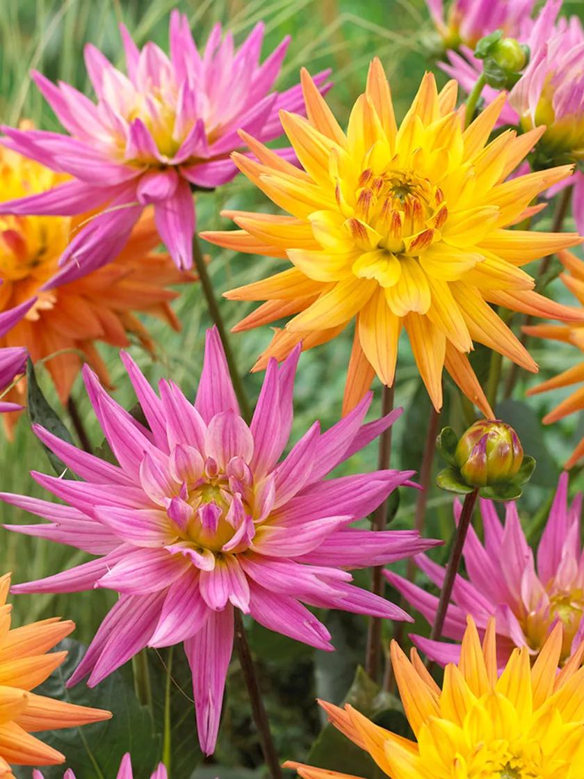 Van Zyverden Dahlias Pink Lemonade Blend Set of 7 Bulbs