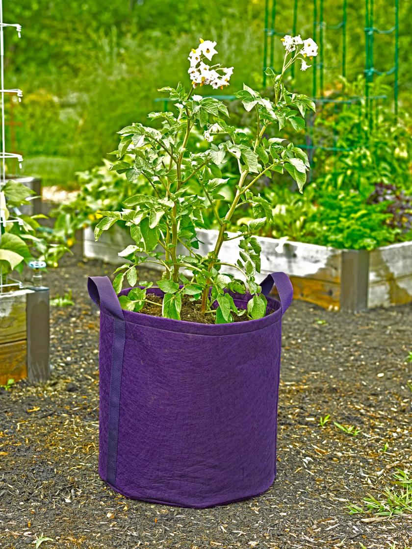 How To Grow Potatoes In Bags