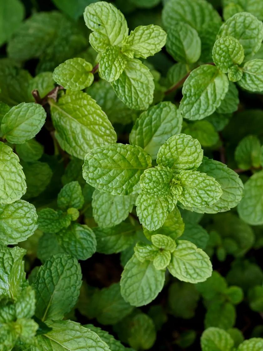 Peppermint | Gardener's Supply