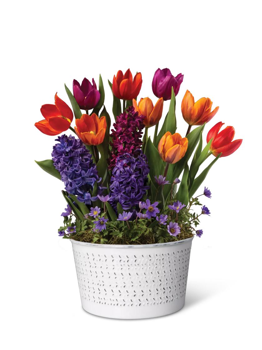 Royal Blooms Bulb Collection