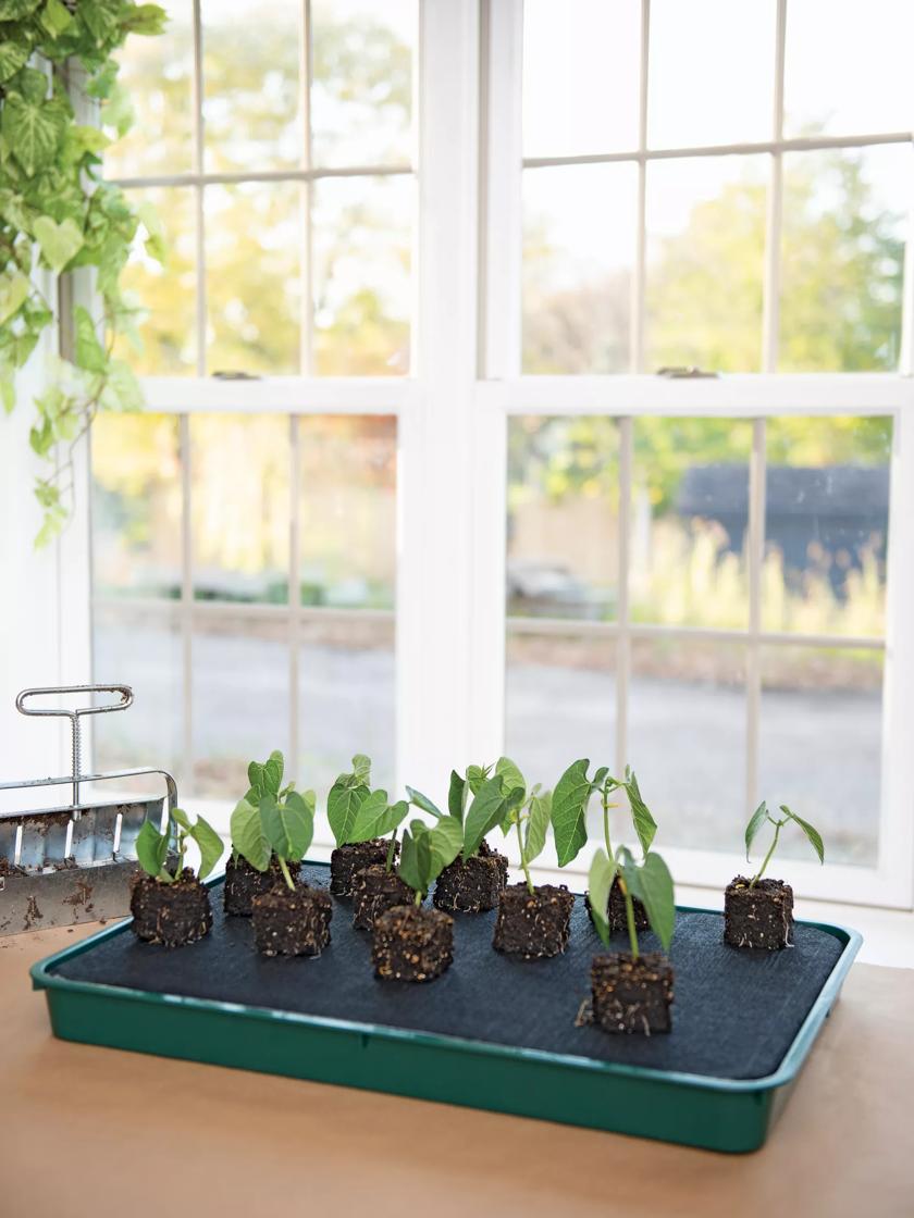 How to Make a Humidity Tray