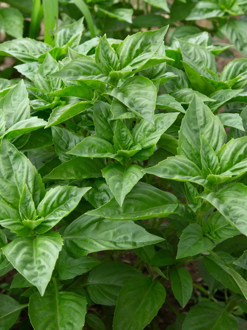 Rutgers Obsession Basil Organic Seeds Gardener s Supply